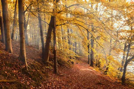 Yoga et Automne : la symbolique de cette saison et comment s'y préparer