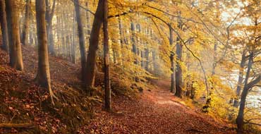 Le Yoga et la symbolique de la saison Automne